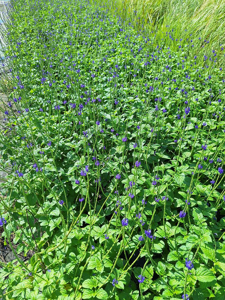 stachytarpheta-porterweed