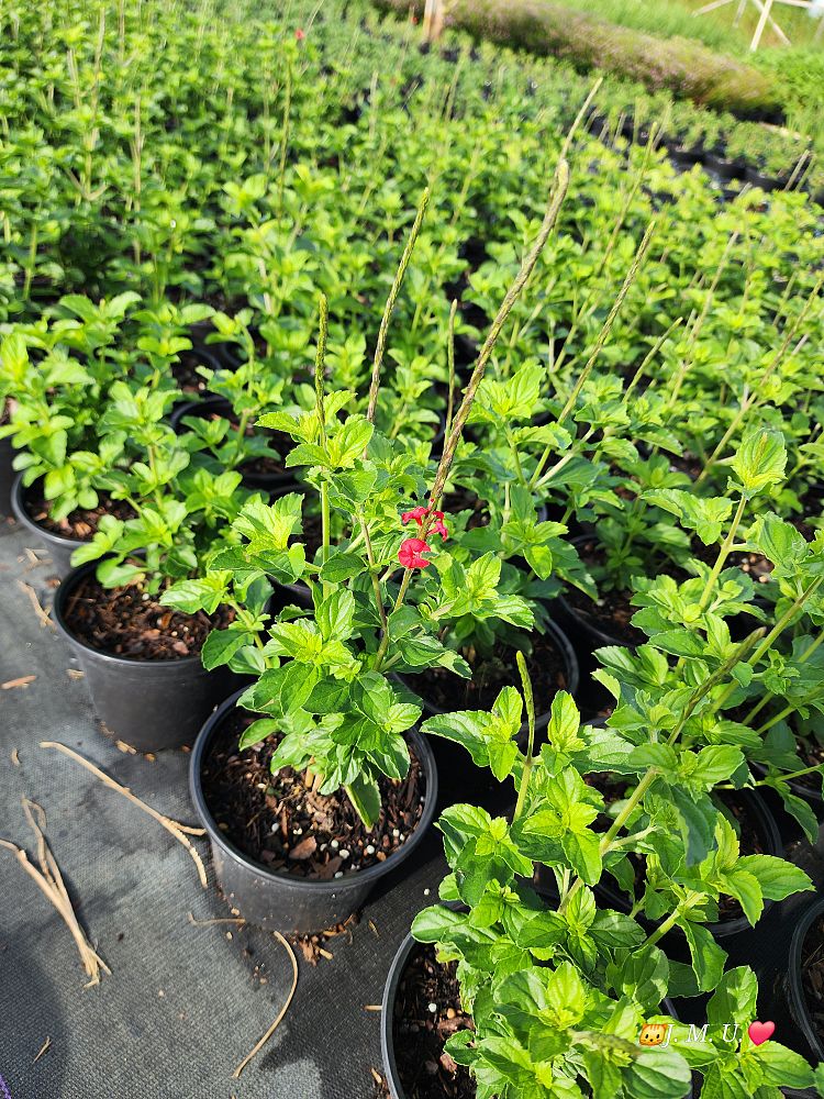 stachytarpheta-sanguinea-dwarf-red-porterweed