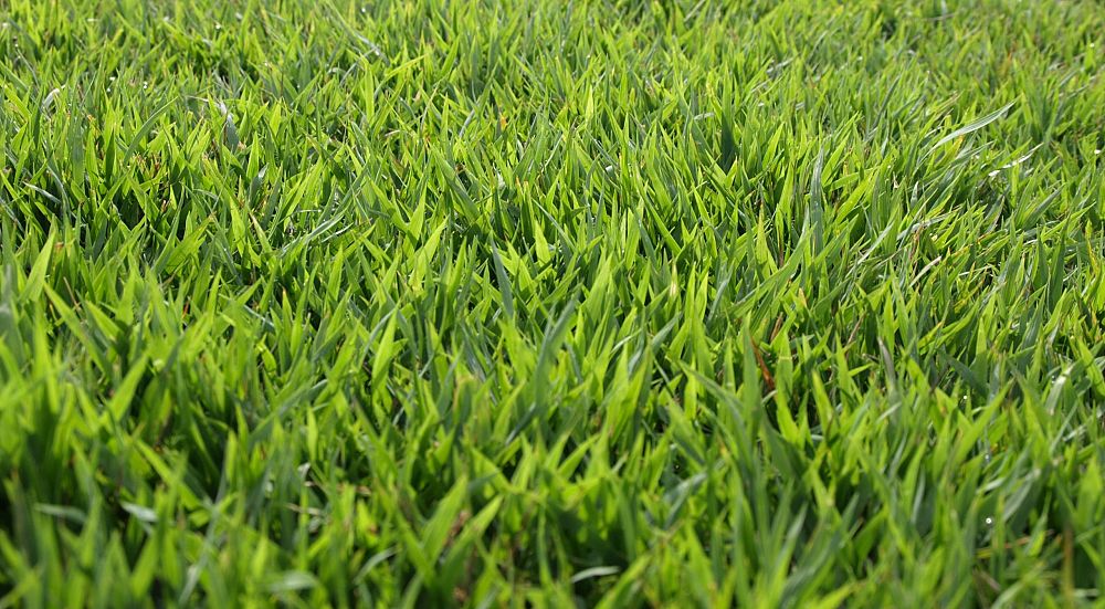 stenotaphrum-secundatum-palmetto-st-augustine-grass