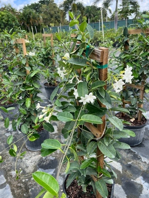 stephanotis-floribunda-bridal-wreath-madagascar-jasmine