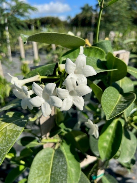 stephanotis-floribunda-bridal-wreath-madagascar-jasmine