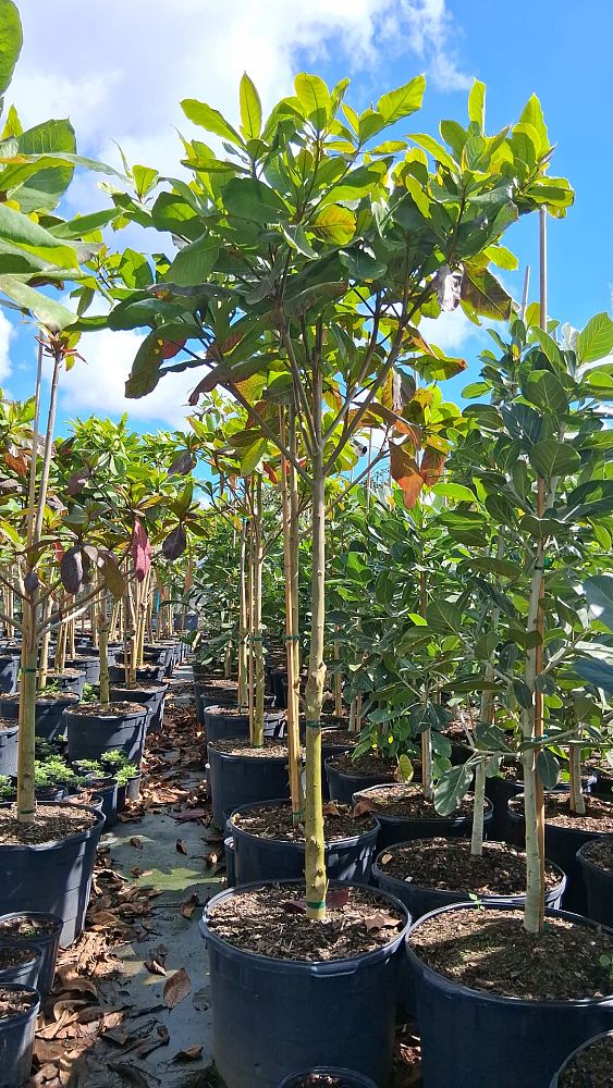 sterculia-foetida-wild-almond-tree