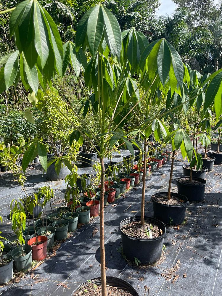 sterculia-foetida-wild-almond-tree