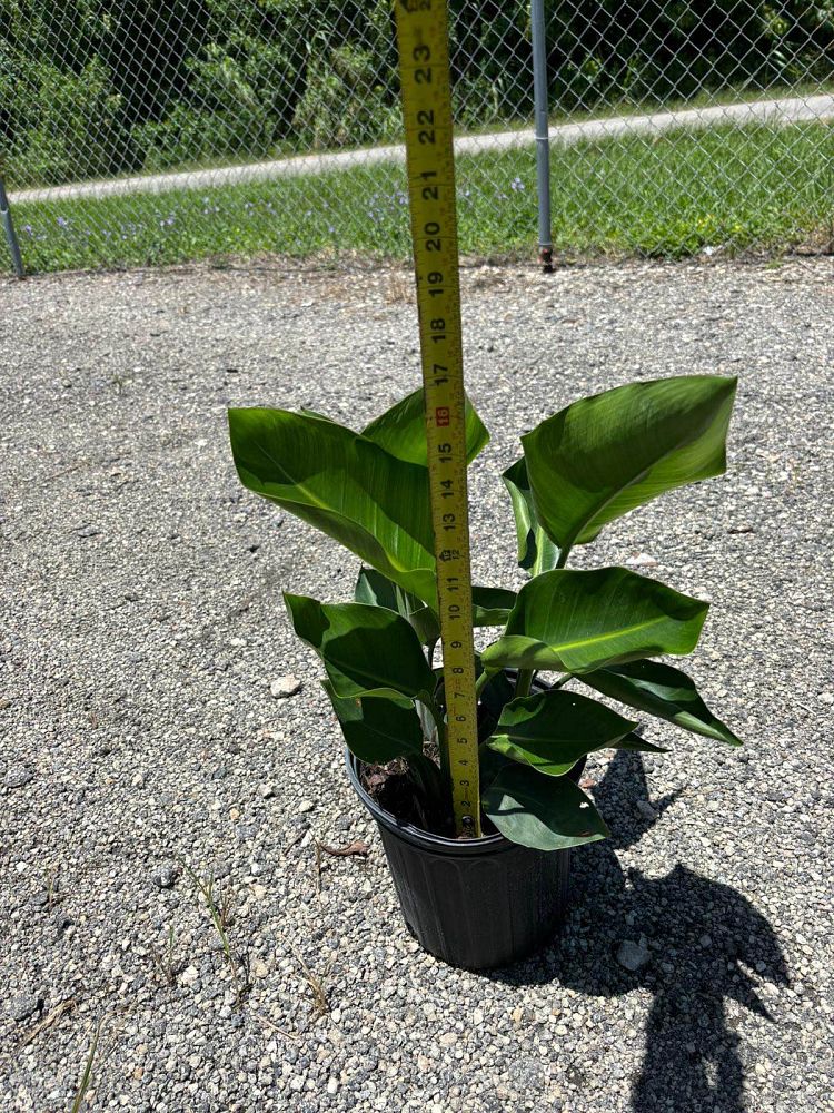 strelitzia-alba-variegated-white-bird-of-paradise