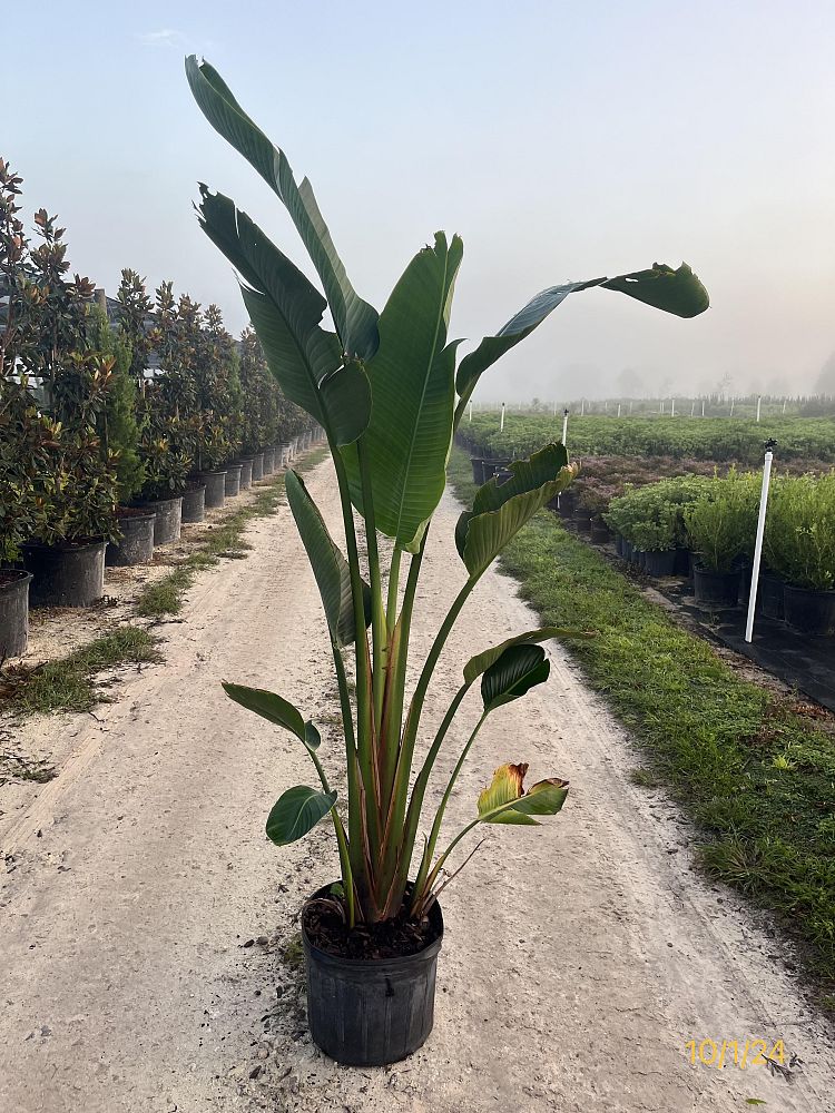 strelitzia-bird-s-of-paradise