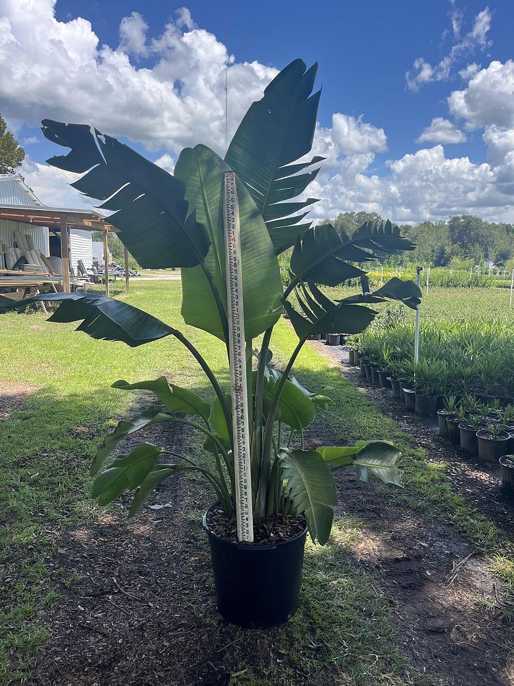 strelitzia-bird-s-of-paradise