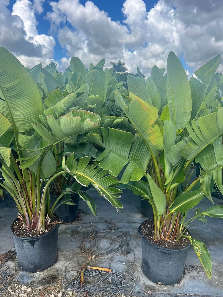 strelitzia-bird-s-of-paradise