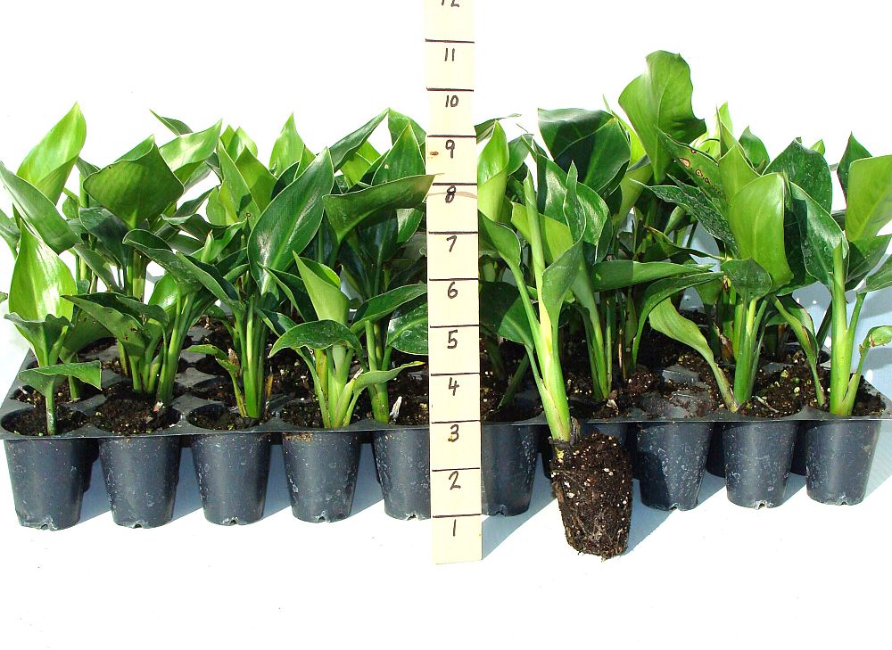 East Lake Nursery, Inc.