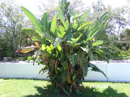 strelitzia-nicolai-white-bird-of-paradise