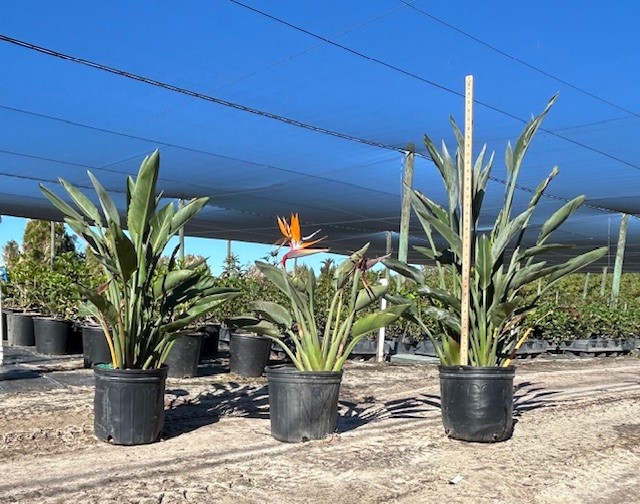 strelitzia-nicolai-white-bird-of-paradise