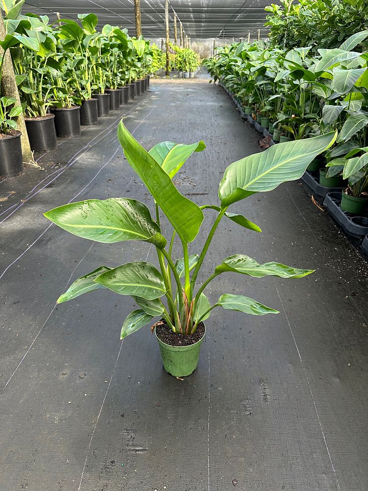 strelitzia-nicolai-white-bird-of-paradise