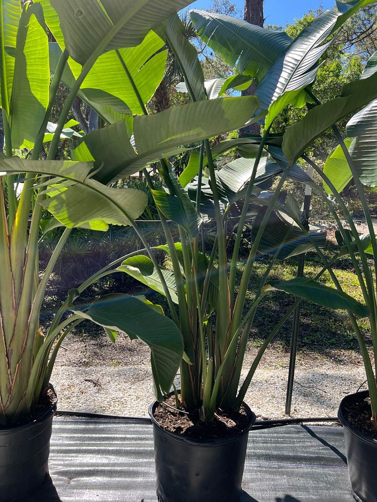 strelitzia-nicolai-white-bird-of-paradise