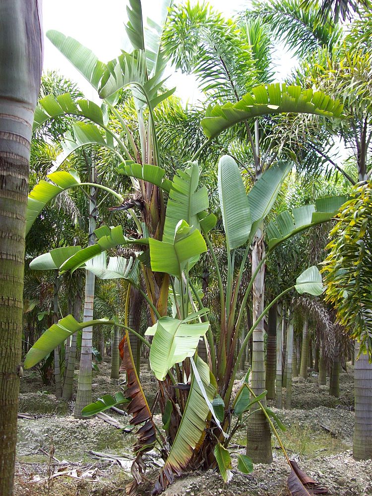 strelitzia-nicolai-white-bird-of-paradise