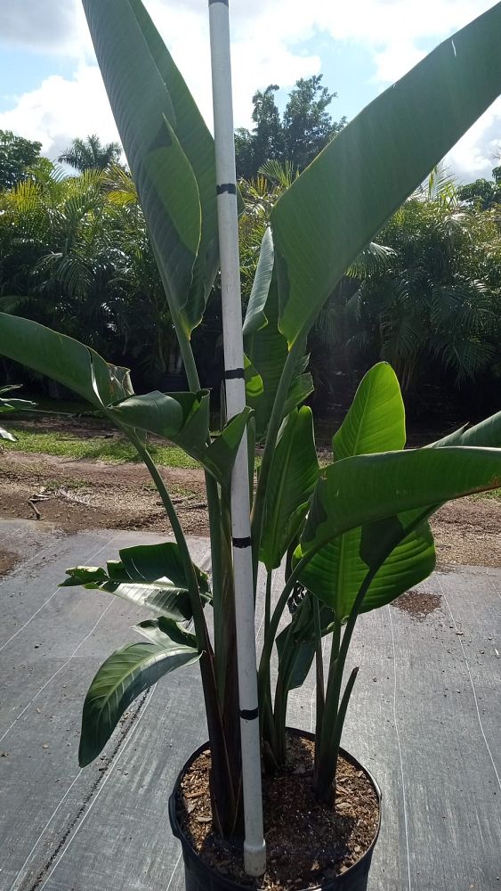 strelitzia-nicolai-white-bird-of-paradise