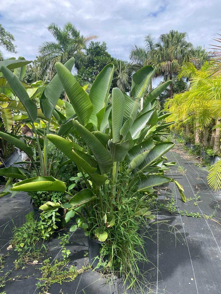 strelitzia-nicolai-white-bird-of-paradise