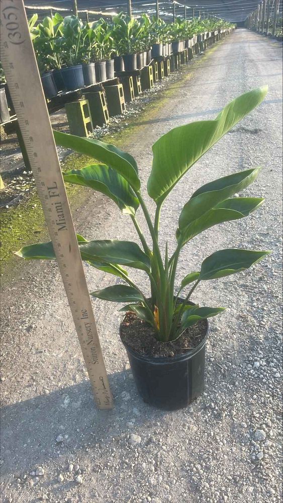 strelitzia-nicolai-white-bird-of-paradise