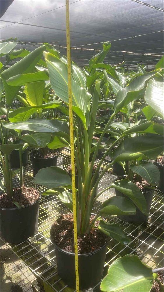 strelitzia-nicolai-white-bird-of-paradise