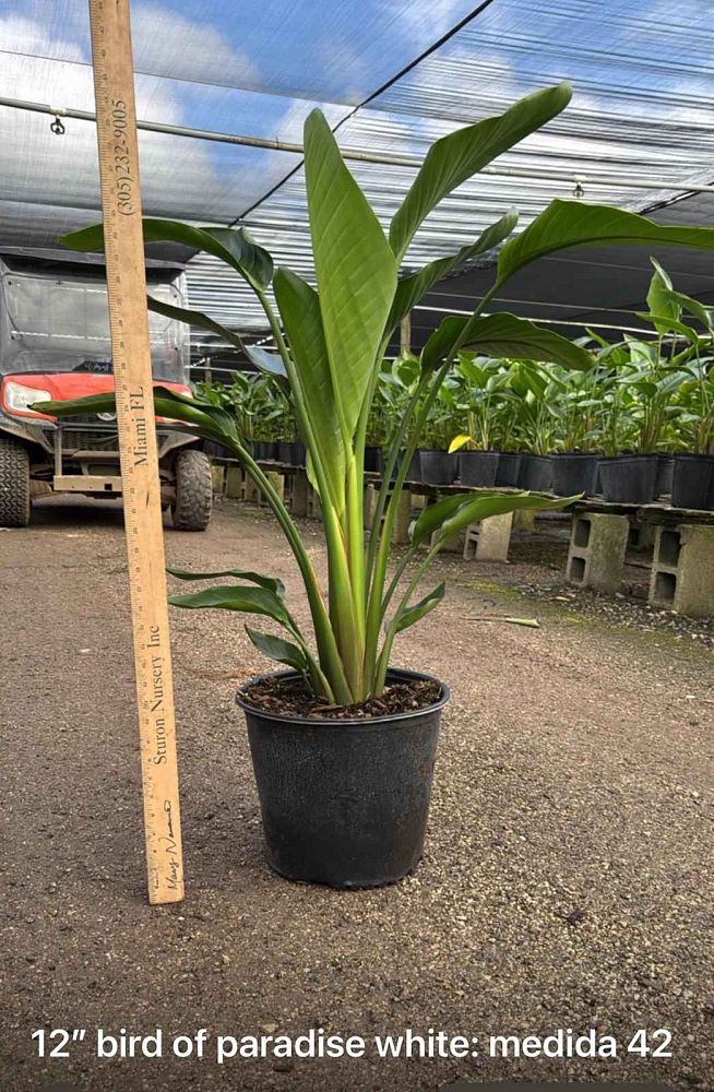 strelitzia-nicolai-white-bird-of-paradise