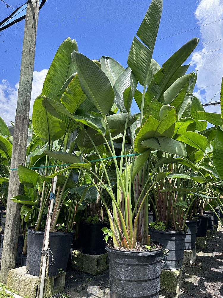 strelitzia-nicolai-white-bird-of-paradise