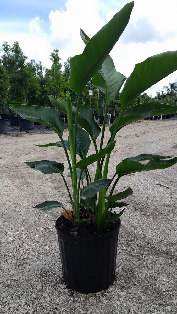 strelitzia-nicolai-white-bird-of-paradise