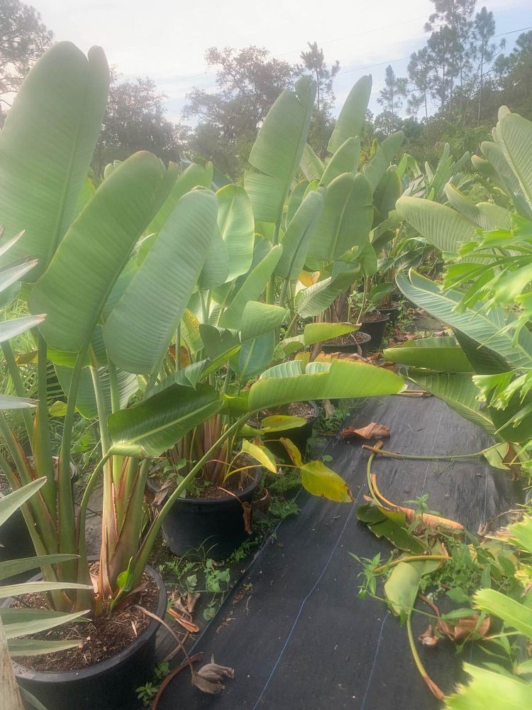 strelitzia-nicolai-white-bird-of-paradise