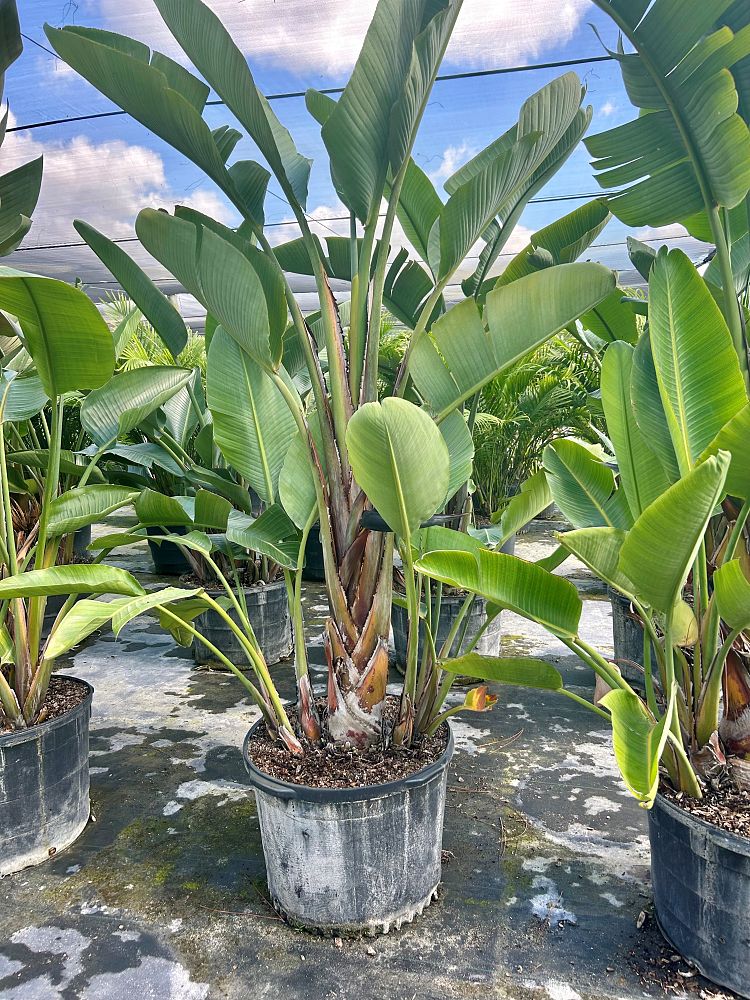 strelitzia-nicolai-white-bird-of-paradise