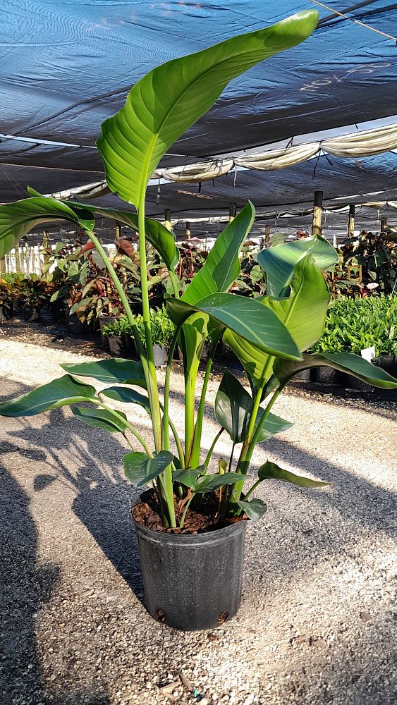 strelitzia-nicolai-white-bird-of-paradise