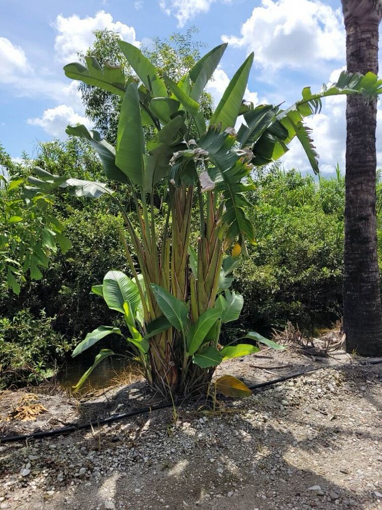 strelitzia-nicolai-white-bird-of-paradise