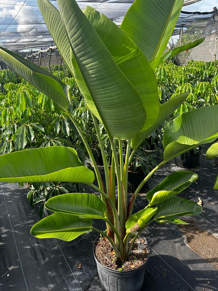 strelitzia-nicolai-white-bird-of-paradise