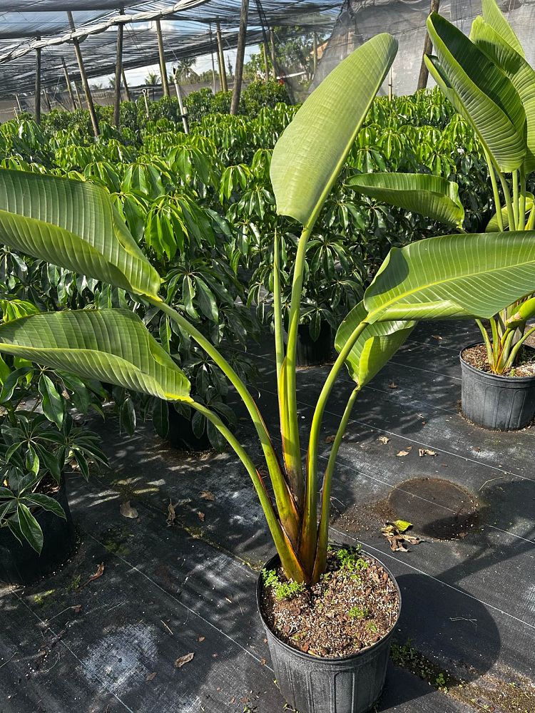 strelitzia-nicolai-white-bird-of-paradise