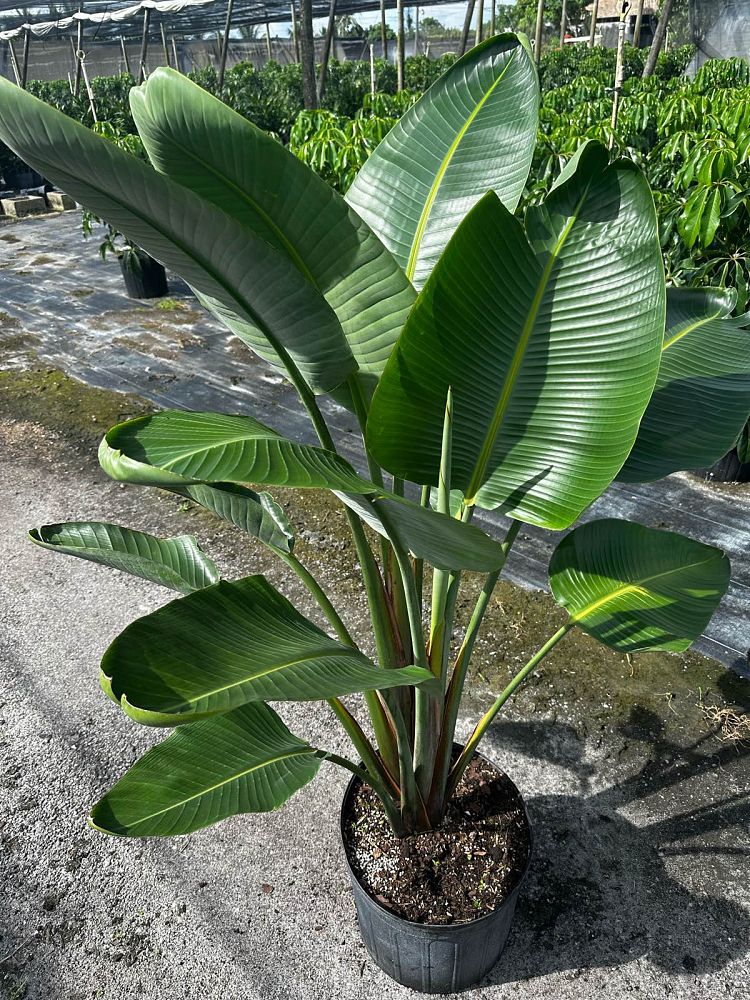 strelitzia-nicolai-white-bird-of-paradise