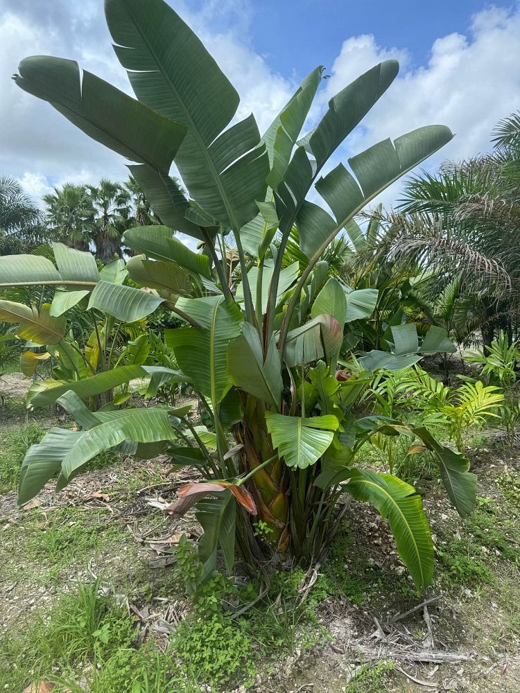 strelitzia-nicolai-white-bird-of-paradise