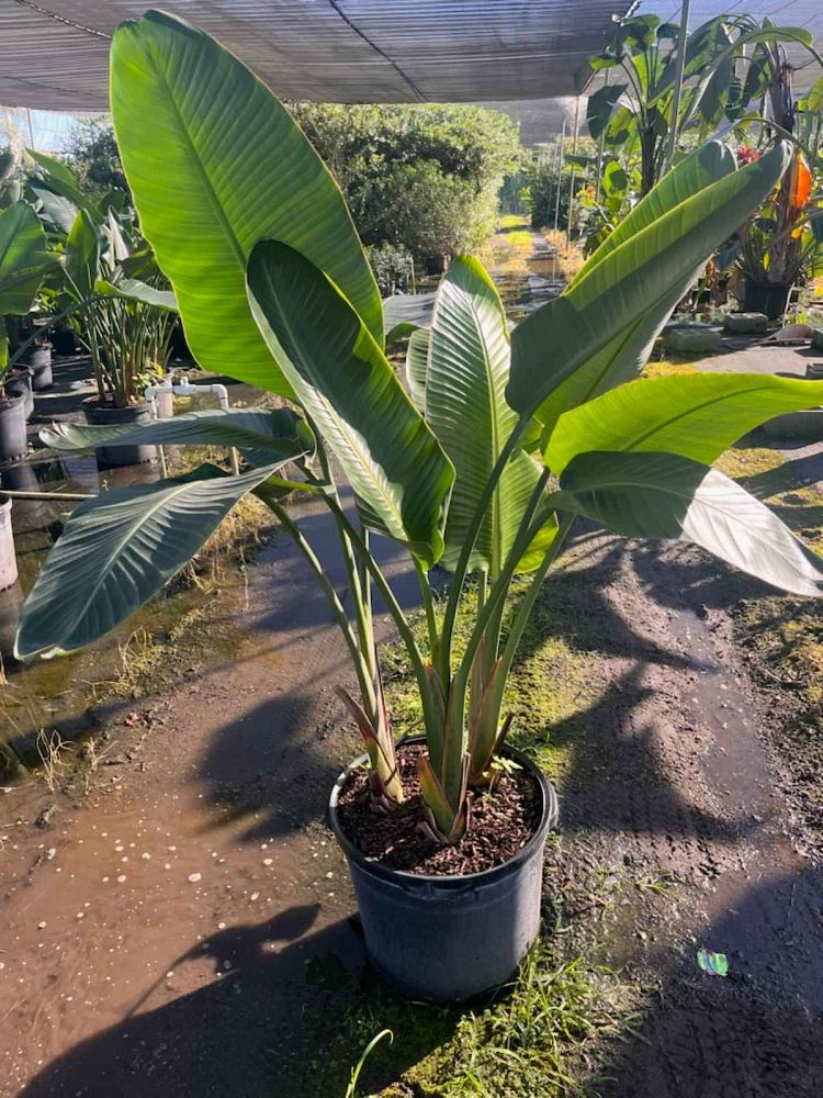 strelitzia-nicolai-white-bird-of-paradise