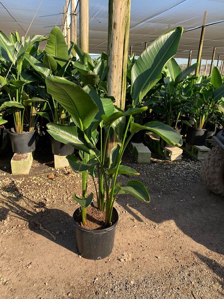 strelitzia-nicolai-white-bird-of-paradise