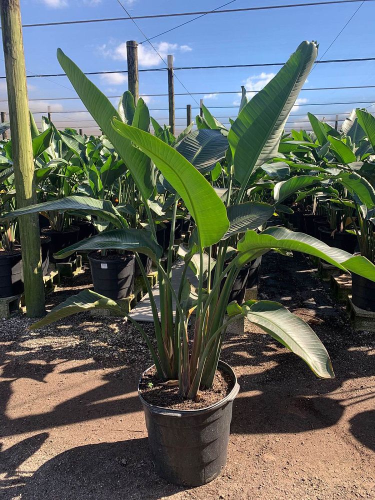 strelitzia-nicolai-white-bird-of-paradise