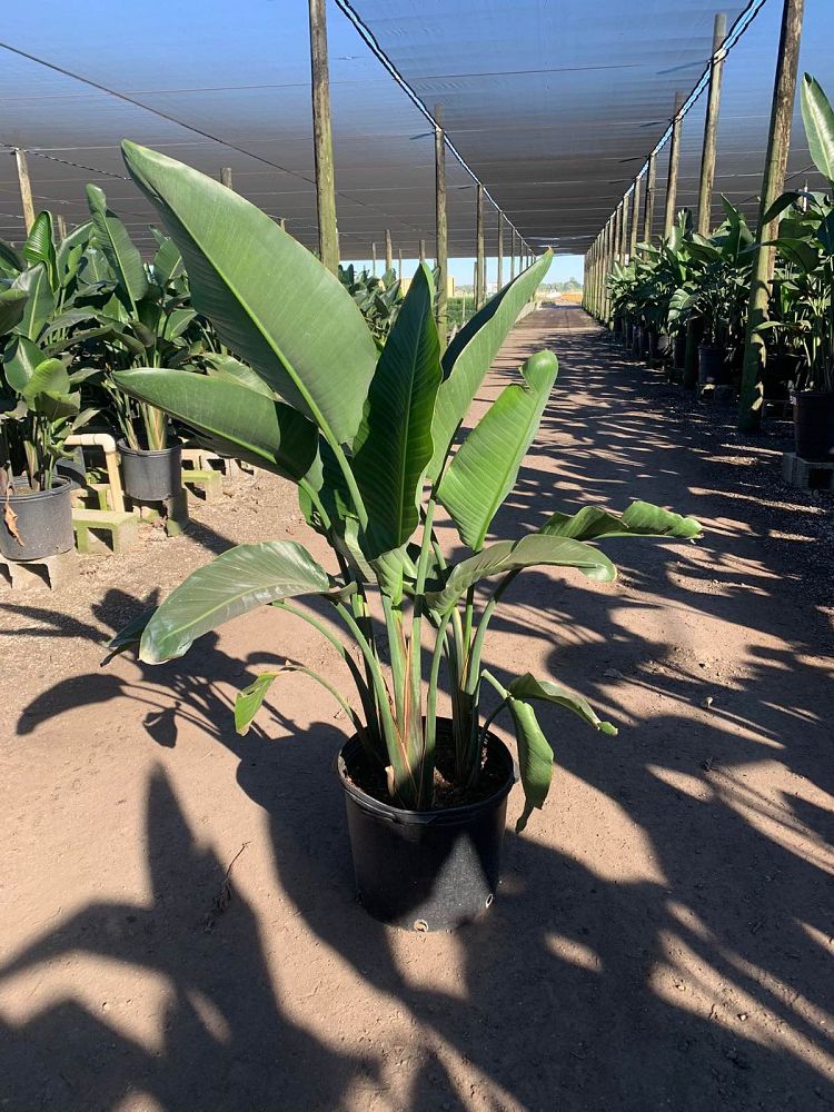 strelitzia-nicolai-white-bird-of-paradise