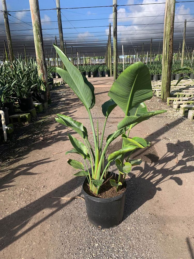 strelitzia-nicolai-white-bird-of-paradise