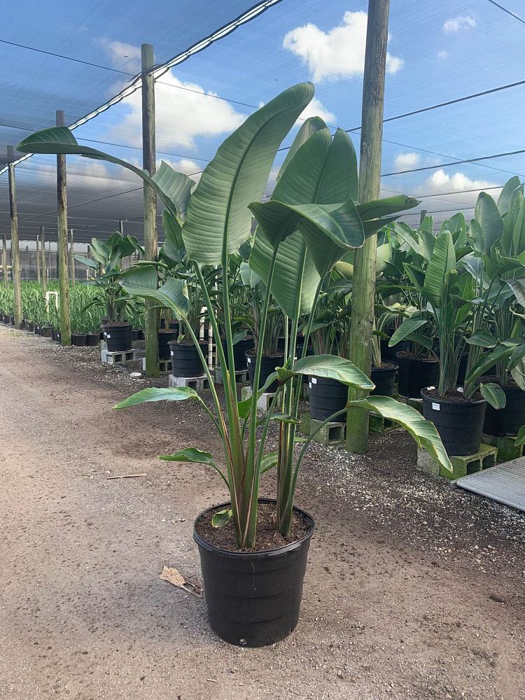 strelitzia-nicolai-white-bird-of-paradise