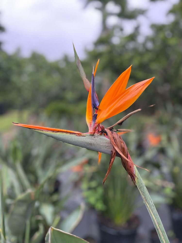 strelitzia-reginae-bird-of-paradise-orange-crane-flower