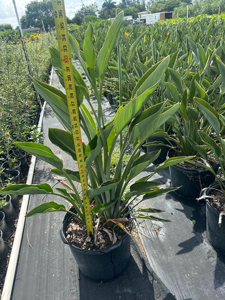 strelitzia-reginae-bird-of-paradise-orange-crane-flower