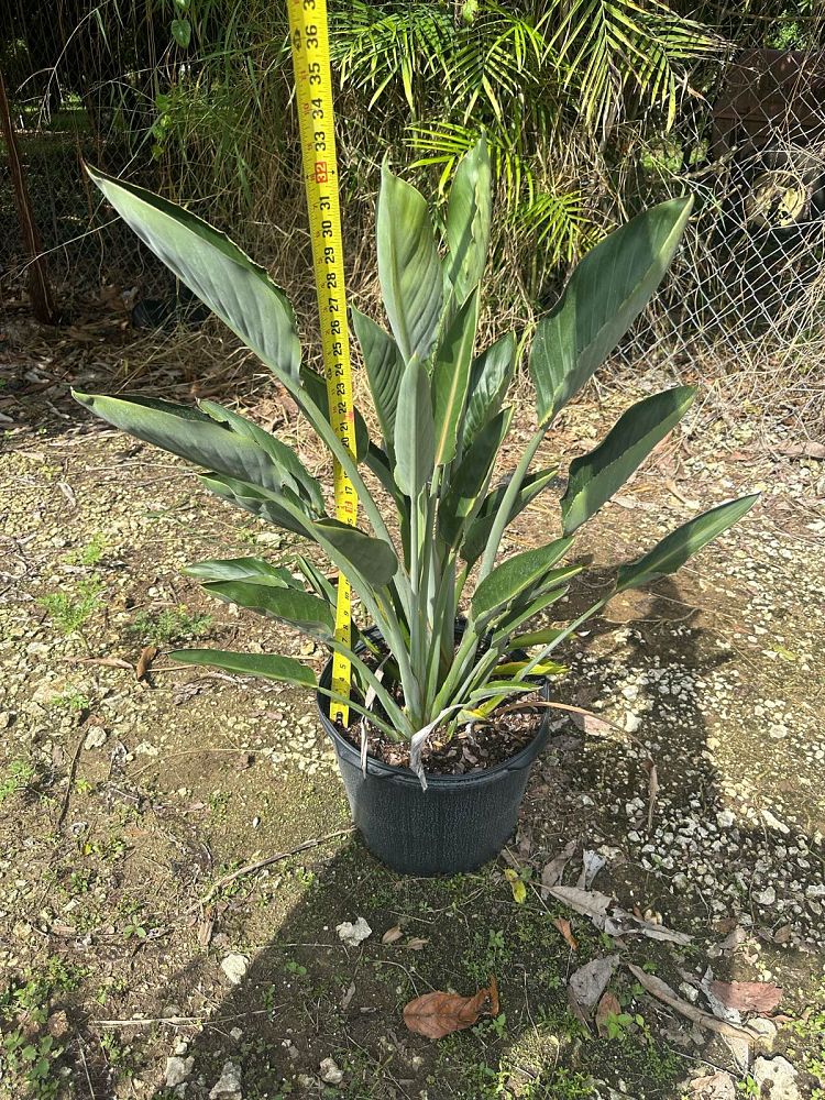 strelitzia-reginae-bird-of-paradise-orange-crane-flower