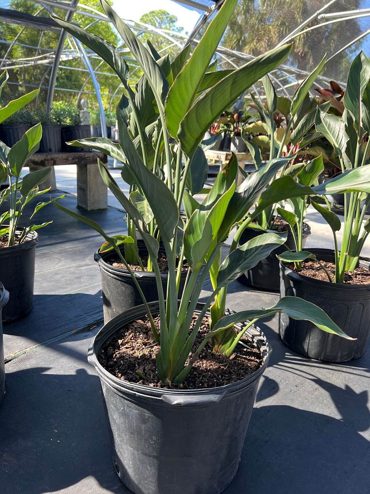 strelitzia-reginae-bird-of-paradise-orange-crane-flower