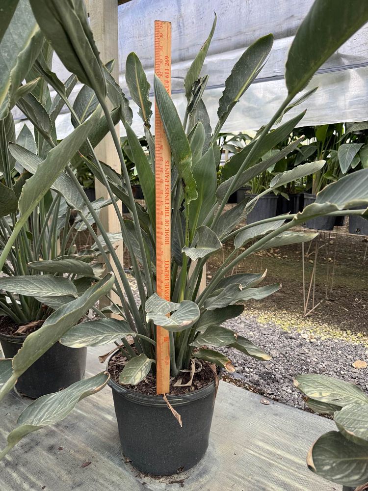 strelitzia-reginae-bird-of-paradise-orange-crane-flower