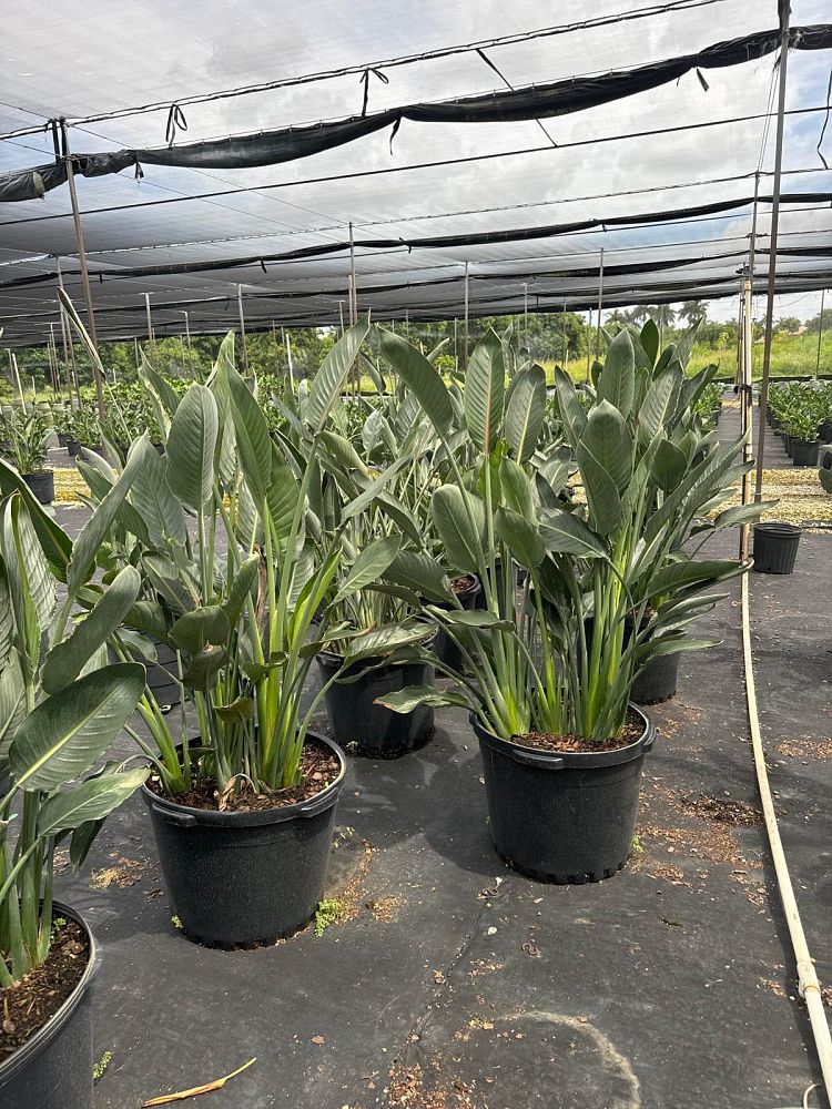 strelitzia-reginae-bird-of-paradise-orange-crane-flower