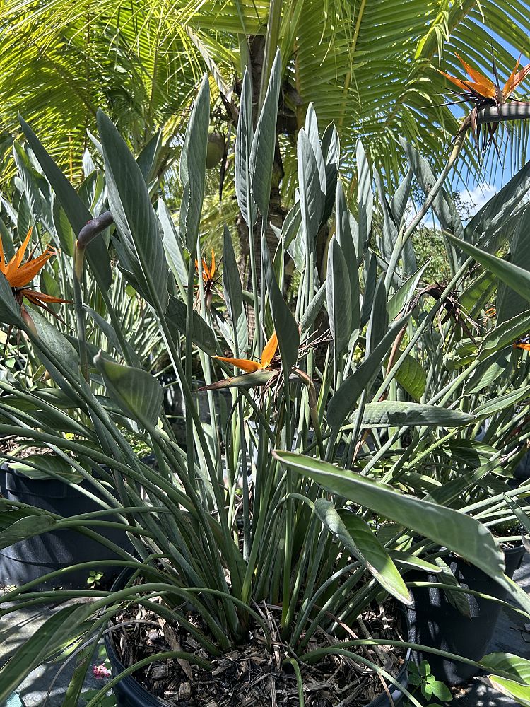 strelitzia-reginae-bird-of-paradise-orange-crane-flower