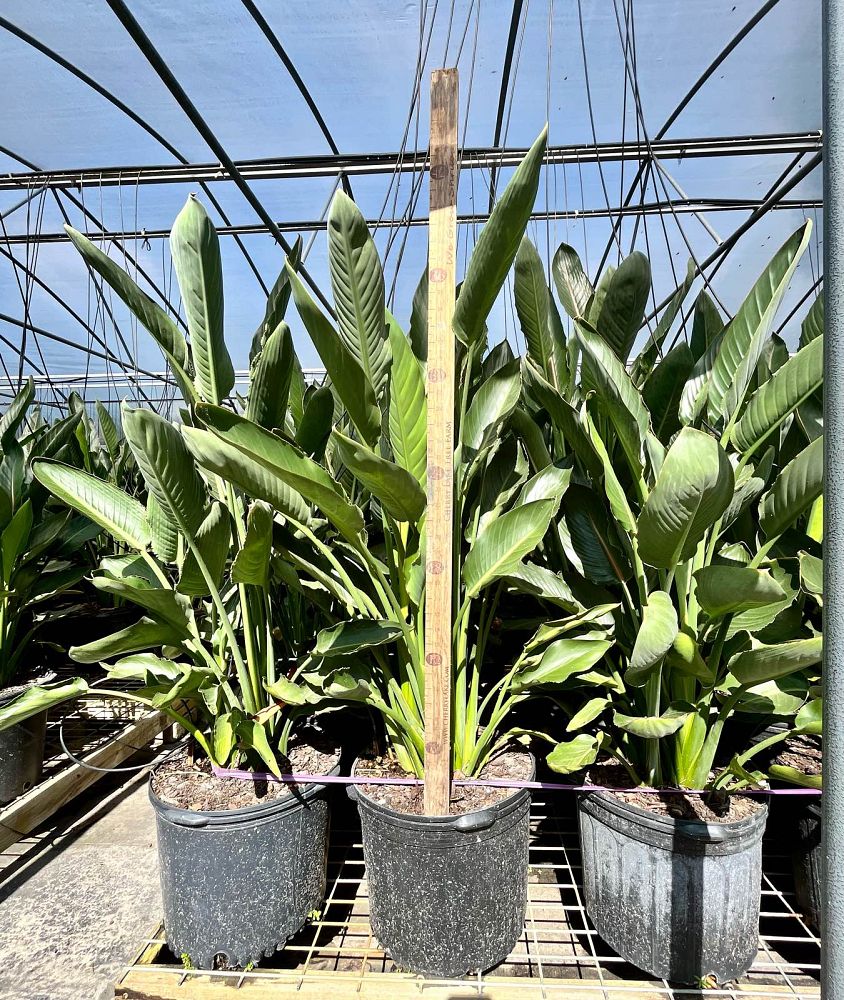 strelitzia-reginae-bird-of-paradise-orange-crane-flower