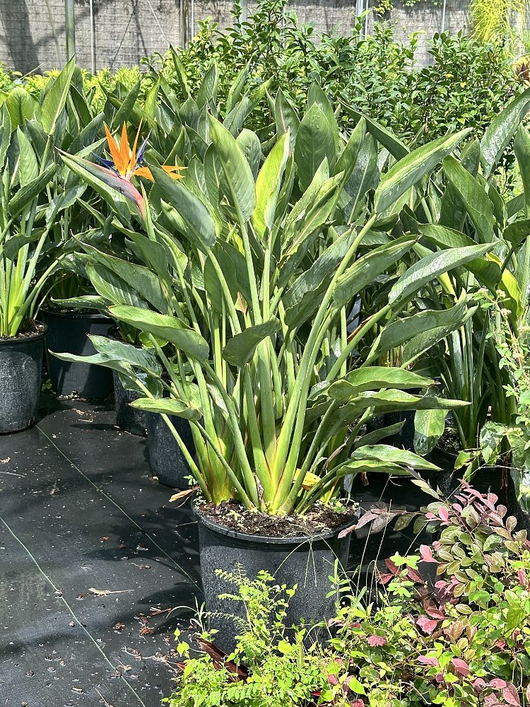 strelitzia-reginae-bird-of-paradise-orange-crane-flower