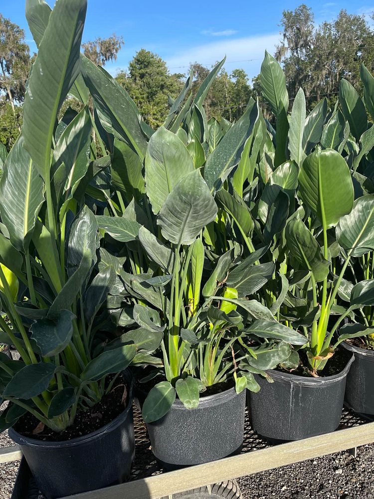 strelitzia-reginae-bird-of-paradise-orange-crane-flower