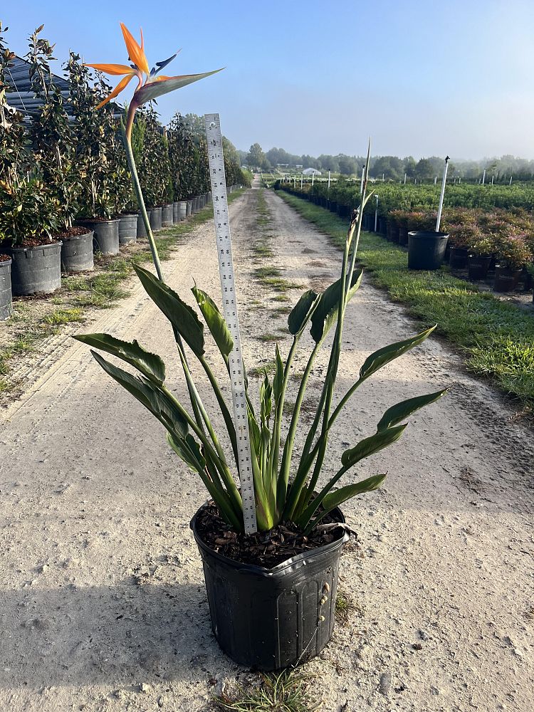 strelitzia-reginae-bird-of-paradise-orange-crane-flower