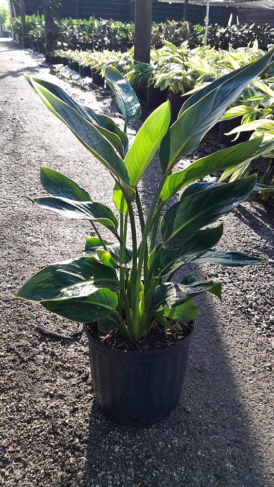 strelitzia-reginae-bird-of-paradise-orange-crane-flower